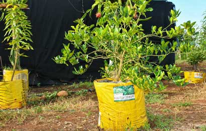 Tree-Propagation_1