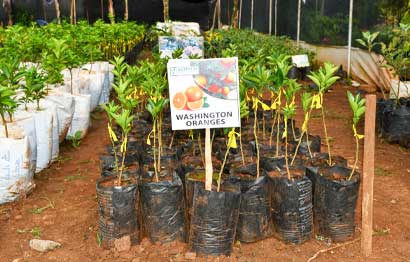 Tree-Propagation_2