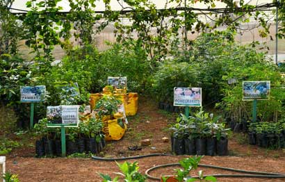 Tree-Propagation_3